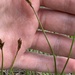 photo of Dry Land Sedge (Carex siccata)