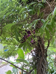 Millettieae