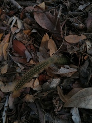 Acanthocereus hesperius