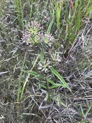 Asclepias longifolia
