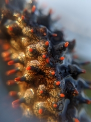 Astrometis sertulifera