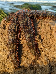 Astrometis sertulifera