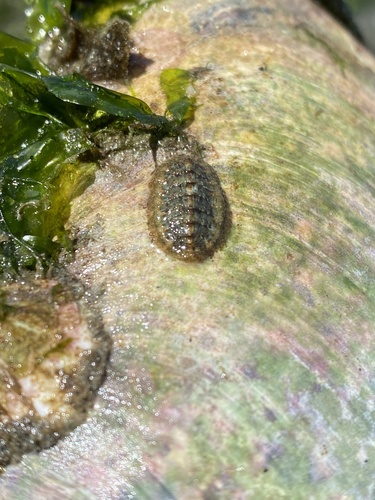 photo of Chitons (Polyplacophora)