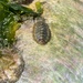 photo of Chitons (Polyplacophora)