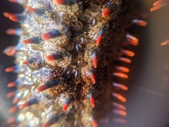 Astrometis sertulifera