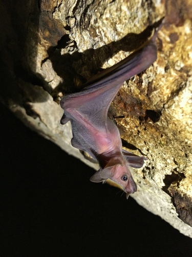 ヒメハナナガコウモリ