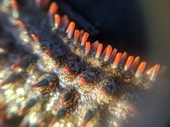 Astrometis sertulifera