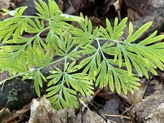 Dicentra canadensis