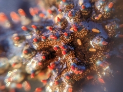 Astrometis sertulifera