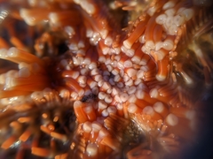 Astrometis sertulifera