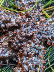 Astrometis sertulifera