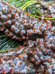 Astrometis sertulifera