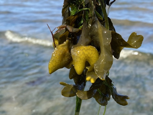 photo of Rockweed (Fucus distichus)