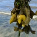 photo of Rockweed (Fucus distichus)