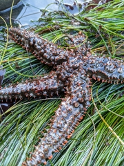 Astrometis sertulifera