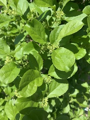 Celastrus orbiculatus