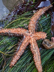 Astrometis sertulifera