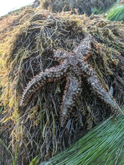 Astrometis sertulifera