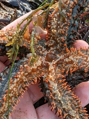 Astrometis sertulifera