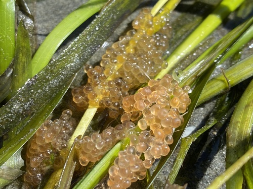 photo of Ray-finned Fishes (Actinopterygii)