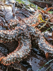 Astrometis sertulifera