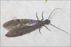 Archichauliodes guttiferus