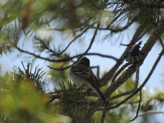 Empidonax wrightii
