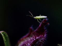 Macrolophus costalis