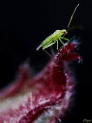 Macrolophus costalis