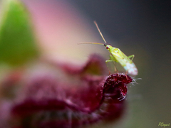 Macrolophus costalis