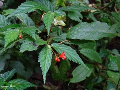 Begonia urticae