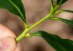 Nanokermes pubescens
