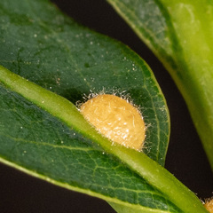 Nanokermes pubescens