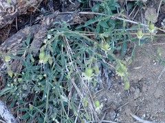 Silene lemmonii