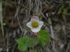 Begonia parcifolia