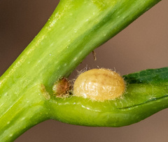 Nanokermes pubescens