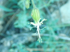 Silene lemmonii