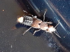 Platydracus
