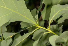 Nanokermes pubescens