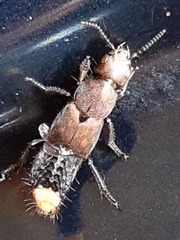 Platydracus