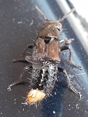 Platydracus