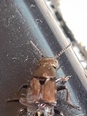 Platydracus