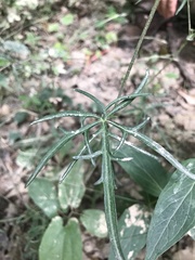 Callirhoe alcaeoides