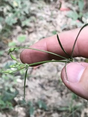 Callirhoe alcaeoides