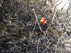 Stenomesson miniatum