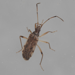 Ozophora salsaverdeae