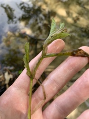 Potamogeton illinoensis