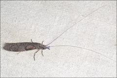 Triplectides similis