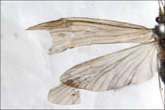 Triplectides similis