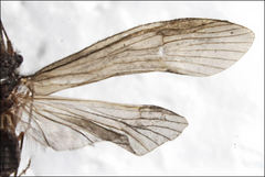 Triplectides similis